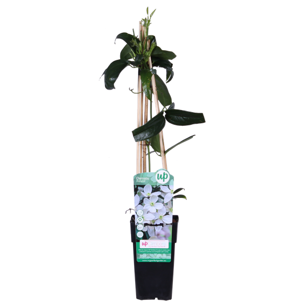 Clematis Armandii - Clematis Wit