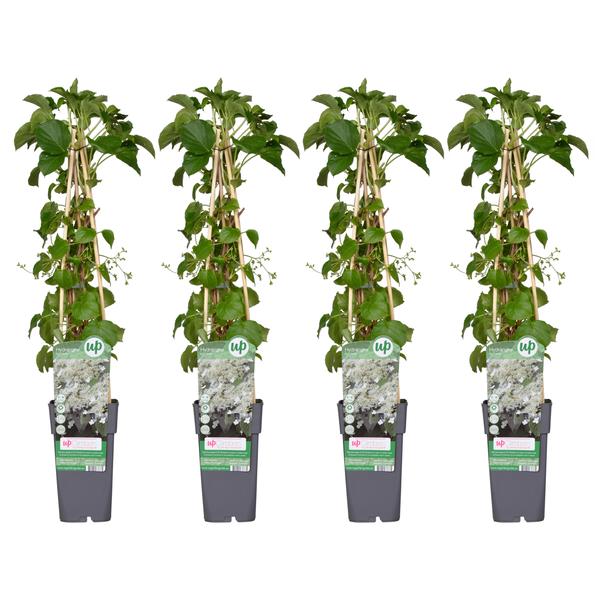 Hydrangea Petiolaris – Klimhortensia Set van 4 stuks