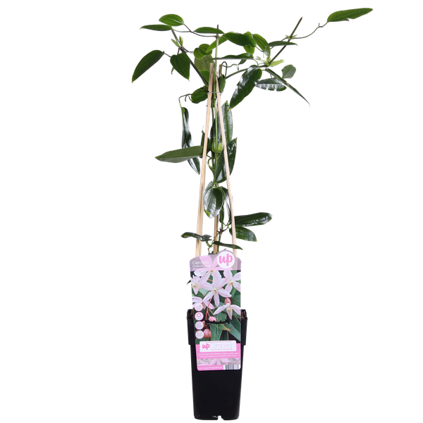 Clematis Armandii Apple Blossom – Clematis Lichtroze