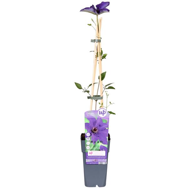 Clematis – Bosrank The President Set van 4 stuks