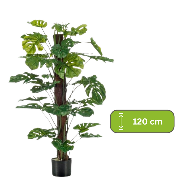 Monstera Deliciosa -  Gatenplant