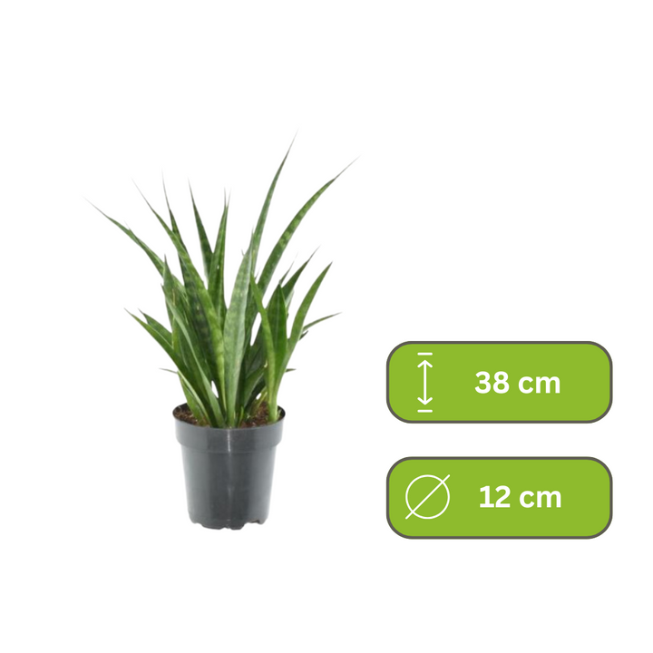 Sansevieria Kirkii - Vrouwentong