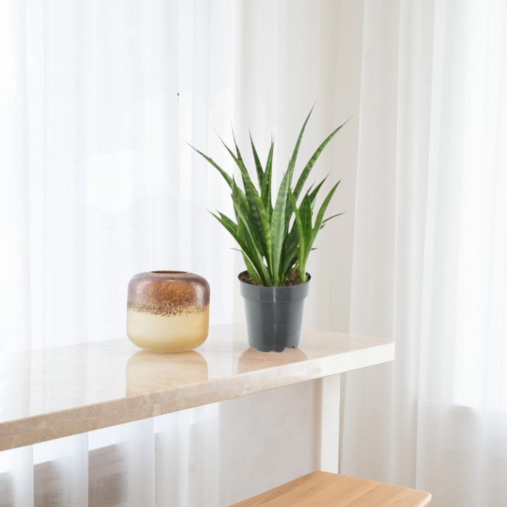 Sansevieria Kirkii - Vrouwentong