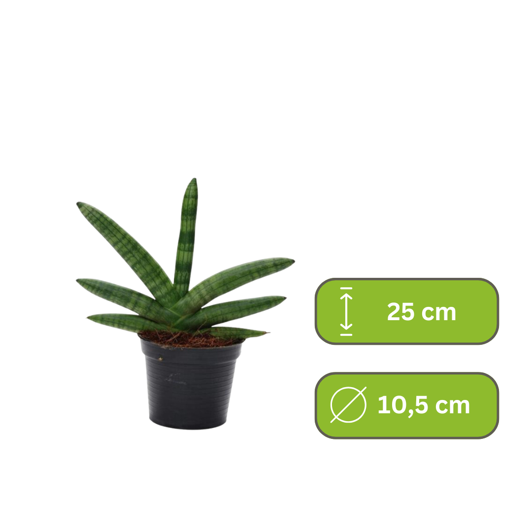 Sansevieria Skyline - Vrouwentong
