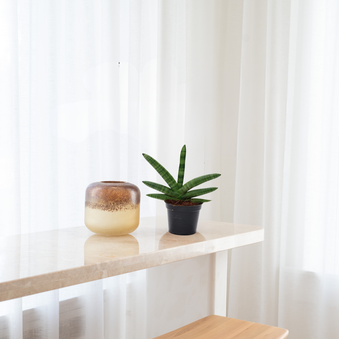 Sansevieria Skyline - Vrouwentong