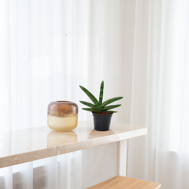 Sansevieria Skyline - Vrouwentong