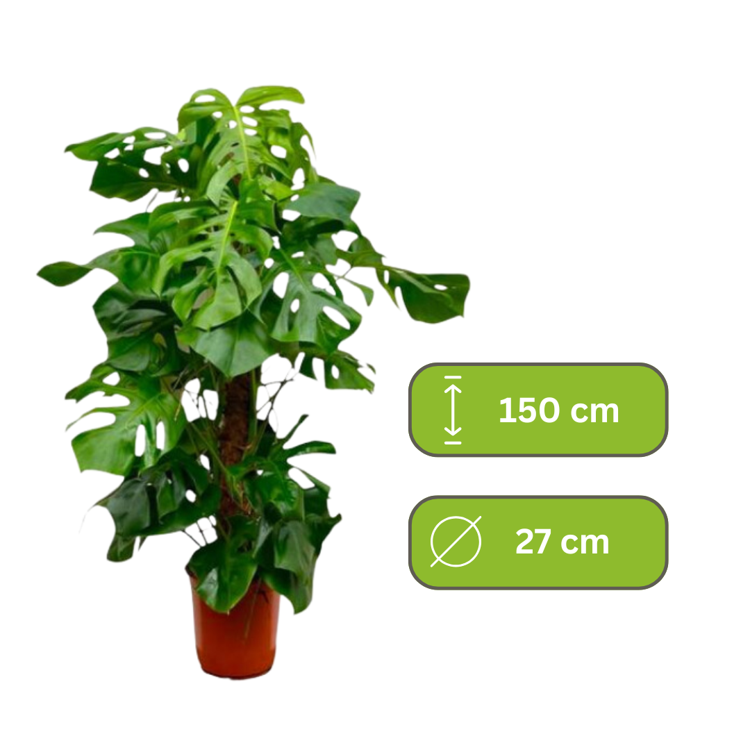 Monstera Deliciosa – Gatenplant XXL