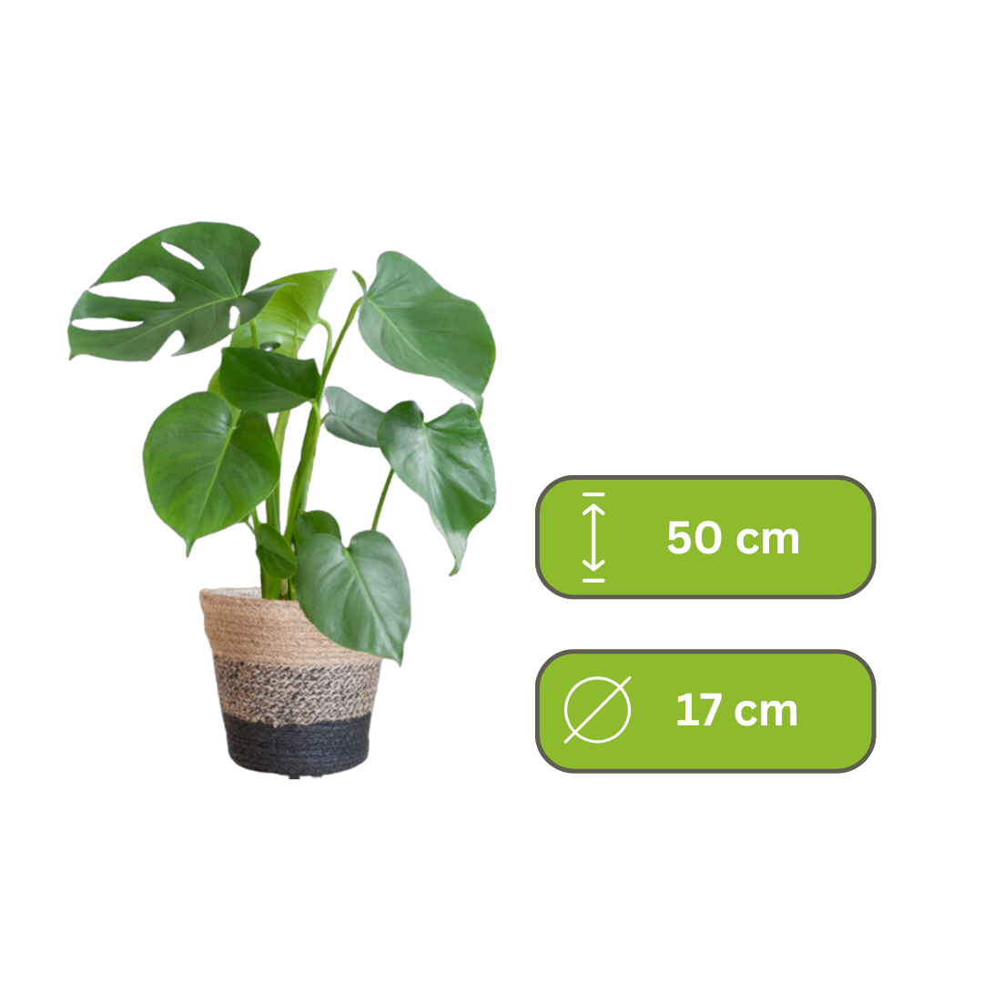 Monstera Deliciosa – Gatenplant
