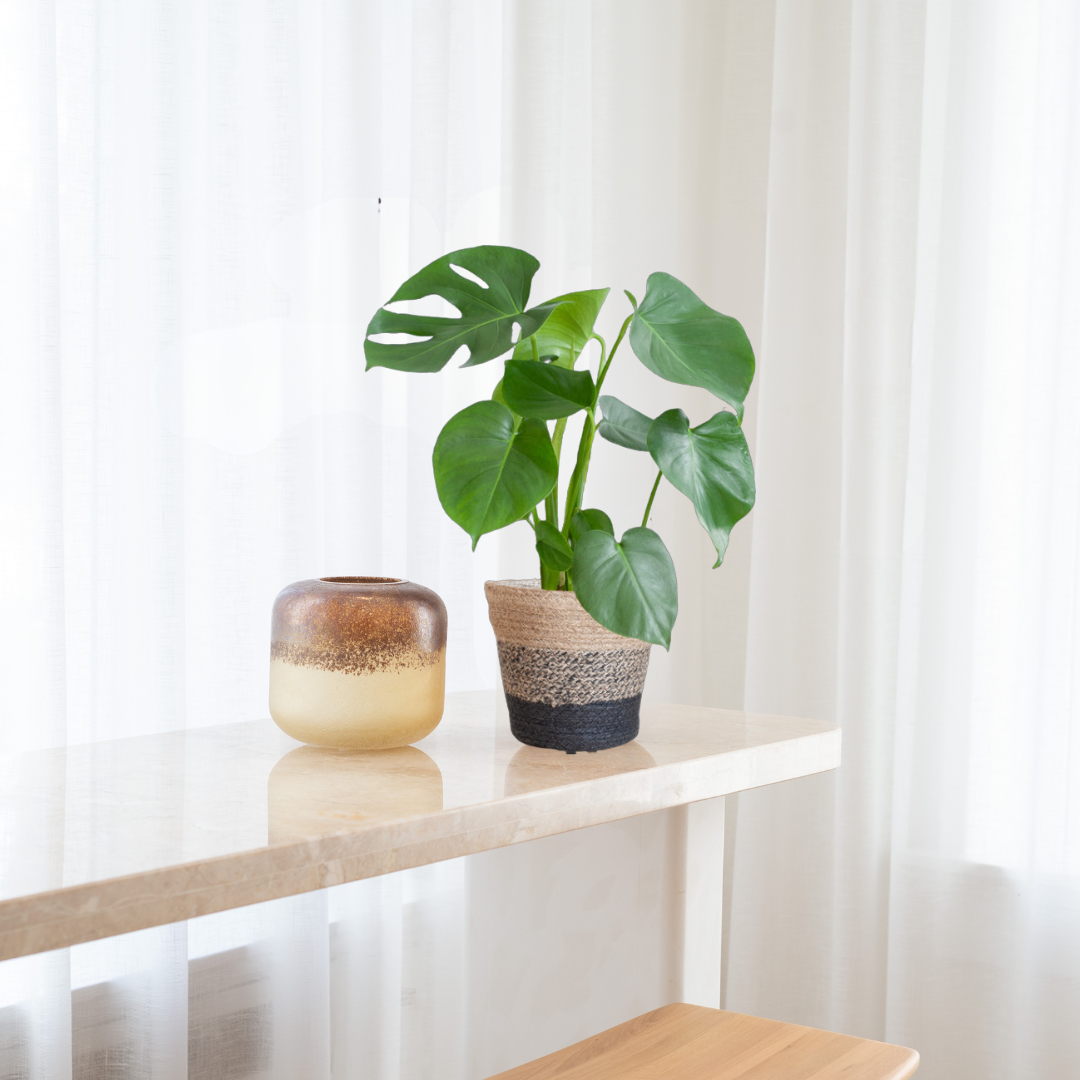 Monstera Deliciosa – Gatenplant