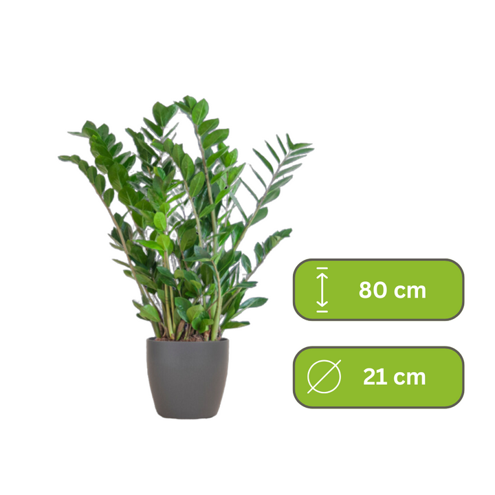 Zamioculcas Zamiifolia – ZZ Plant
