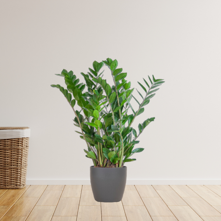 Zamioculcas Zamiifolia – ZZ Plant