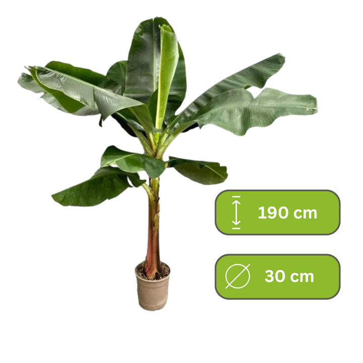 Musa - Bananenplant