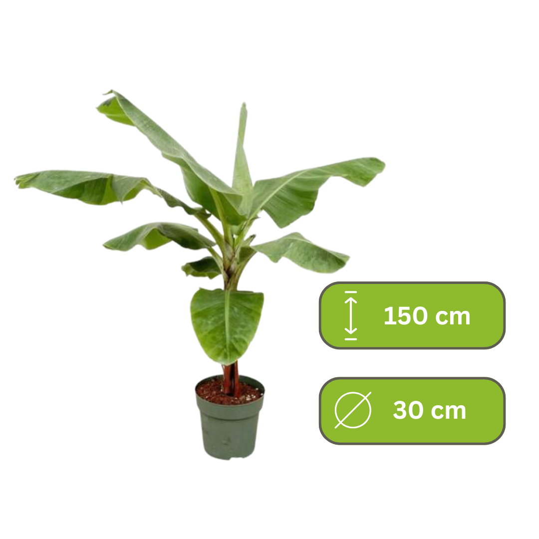 Musa - Bananenplant
