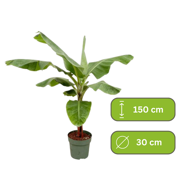 Musa - Bananenplant