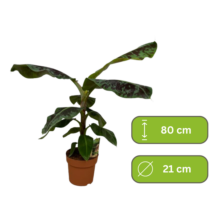 Musa - Bananenplant