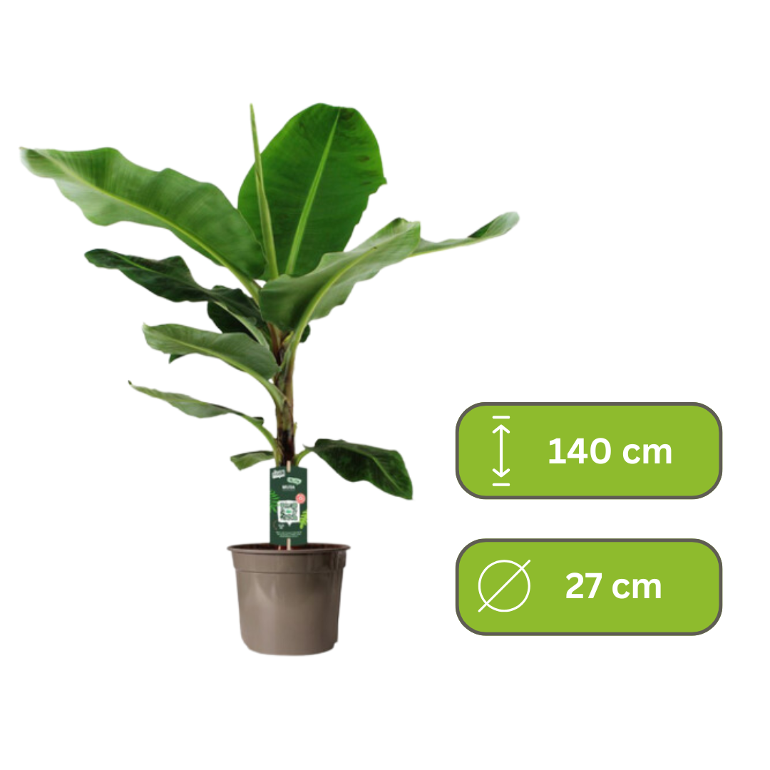Musa - Bananenplant