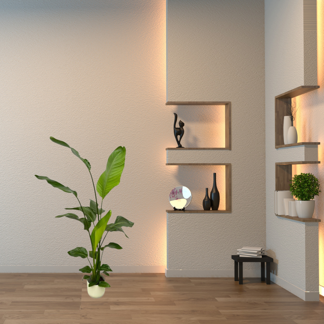 Strelitzia Nicolai – Paradijsvogelplant