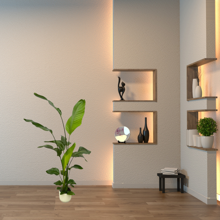 Strelitzia Nicolai – Paradijsvogelplant