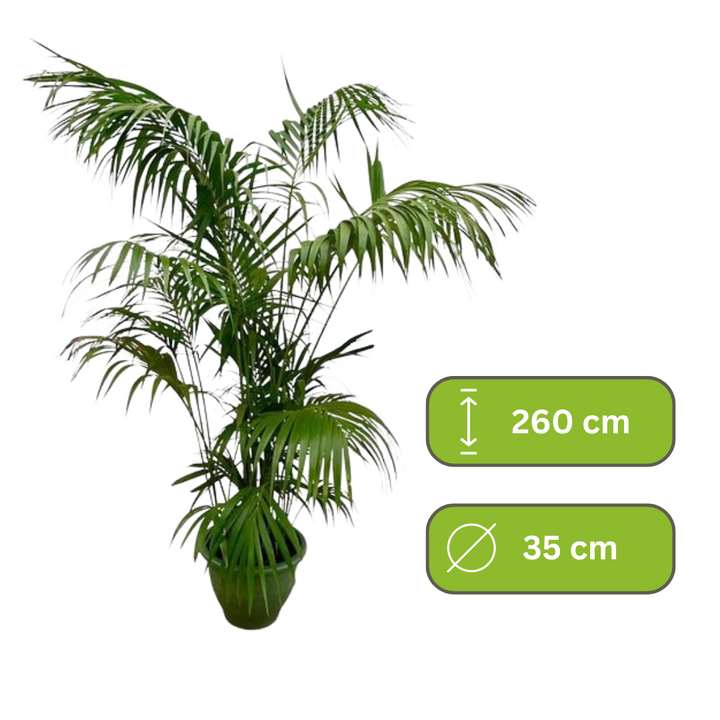 Kentia Palm XXL