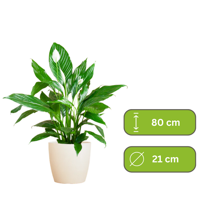 Spathiphyllum – Lepelplant