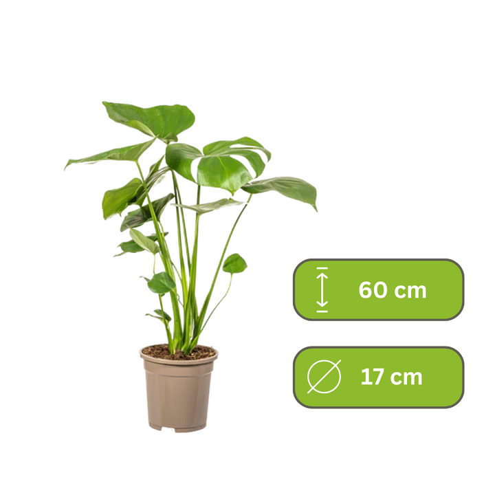 Monstera Deliciosa - Tauerii