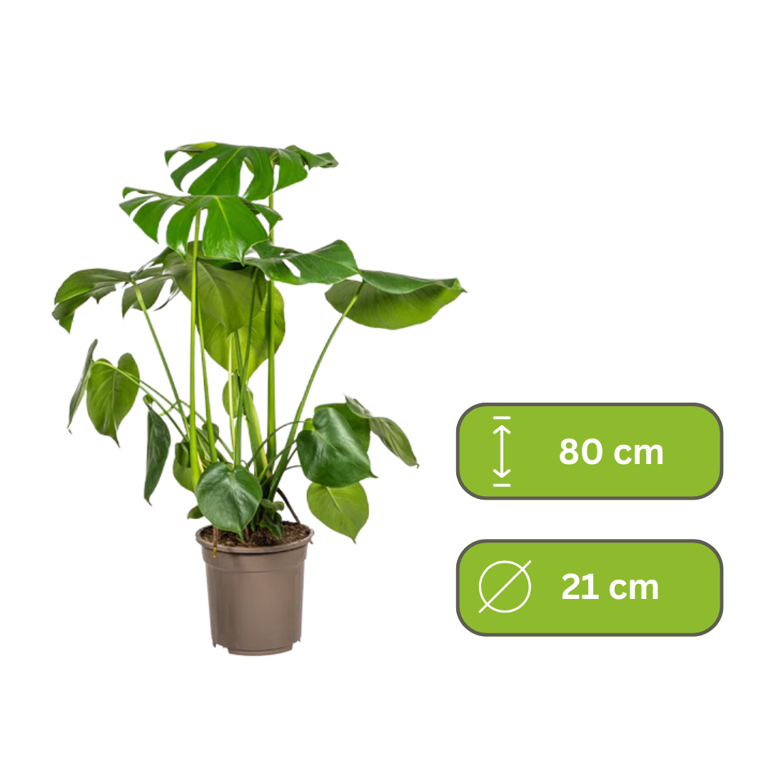 Monstera Deliciosa - Gatenplant