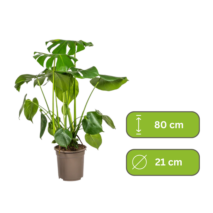 Monstera Deliciosa - Gatenplant