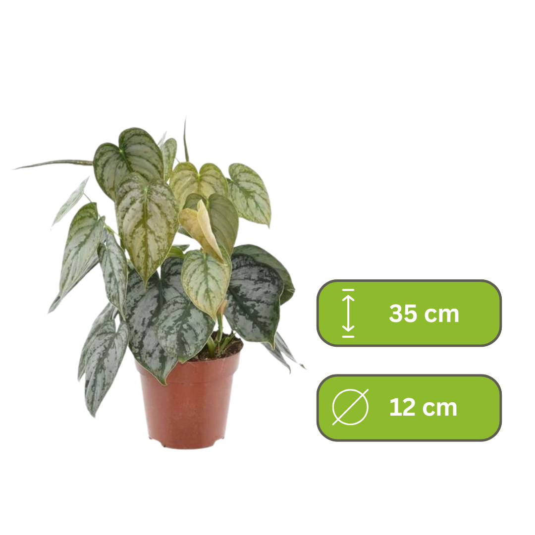 Philodendron Brandtianum – Zilverblad Philodendron