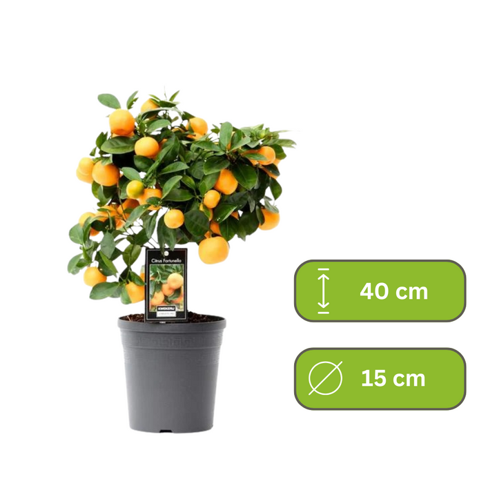 Citrus Calamondin/Sinaasappelboom