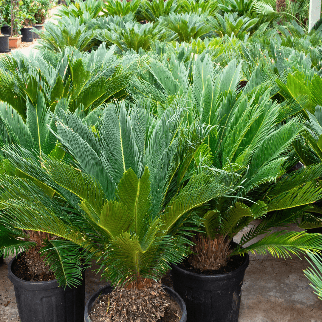 Cycas Revoluta - 70 cm - Kamerplant Kopen