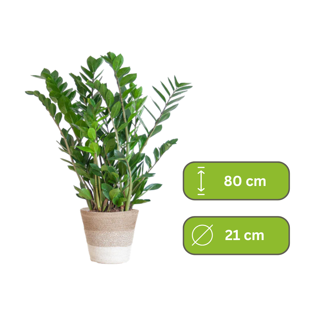 Zamioculcas Zamiifolia - ZZ Plant