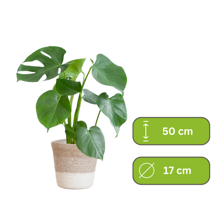 Monstera Deliciosa – Gatenplant