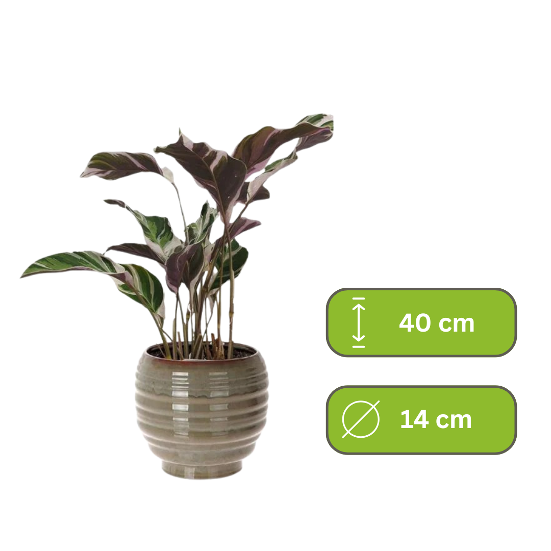Calathea Fusion White - Pauwenplant