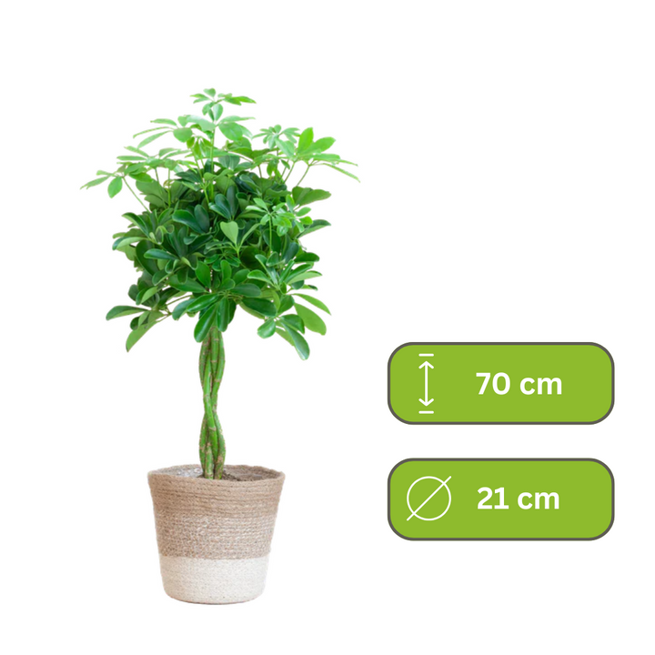Schefflera Arab Nora – Vingersplant