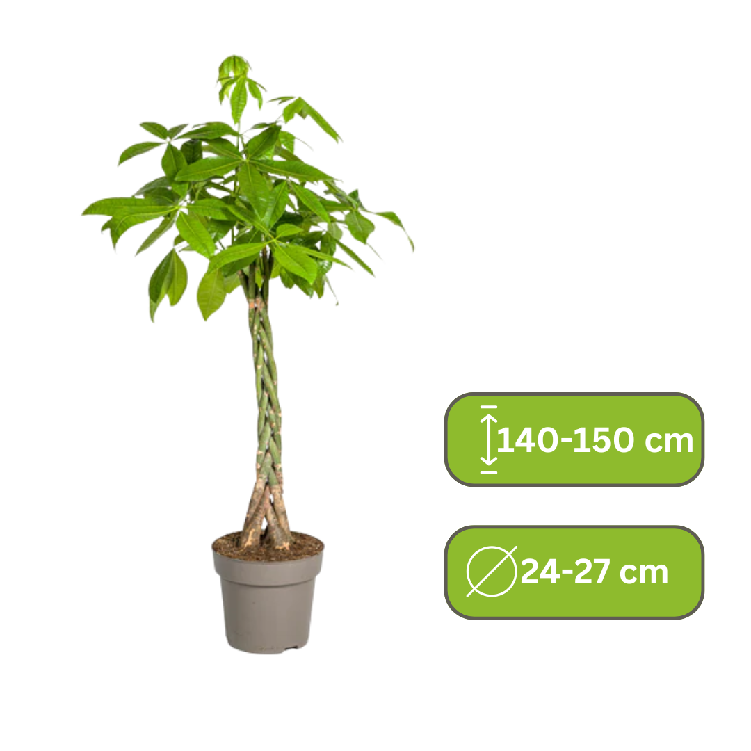 Pachira Aquatica -De Geldboom XL