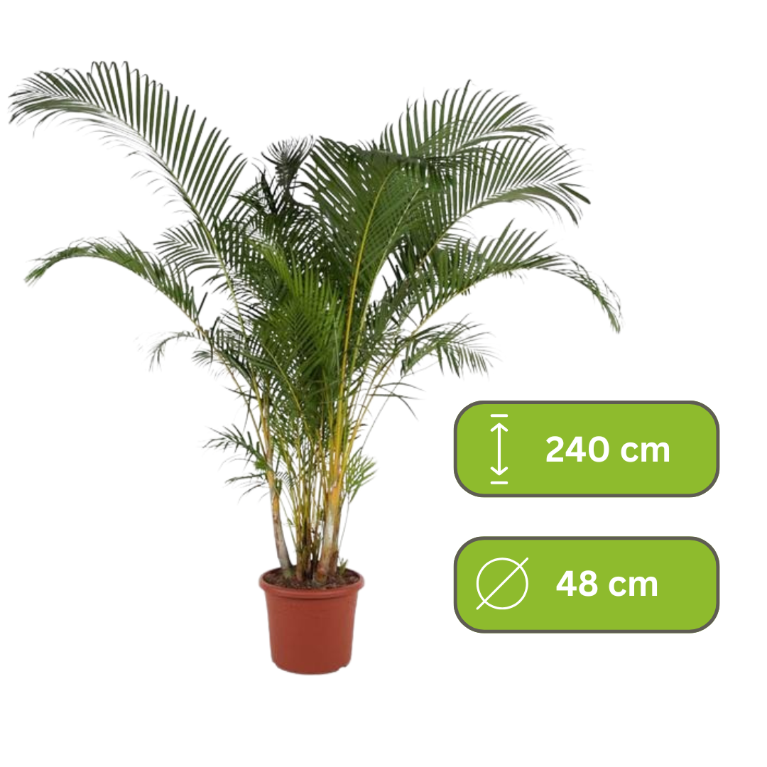 Dypsis Lutescens -  Areca Palm