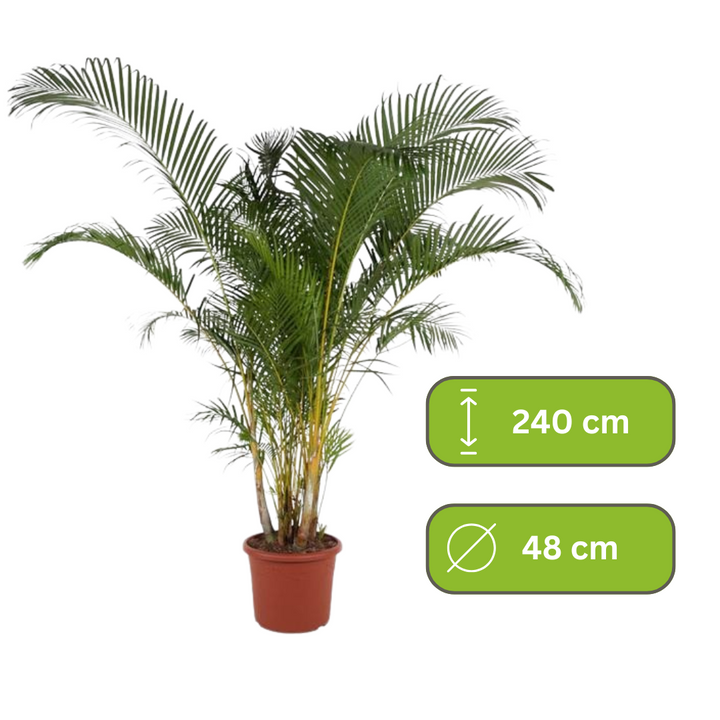 Dypsis Lutescens -  Areca Palm