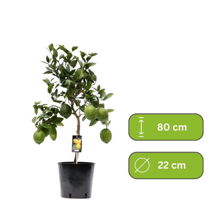 Citrus Lemon/Citroenboom