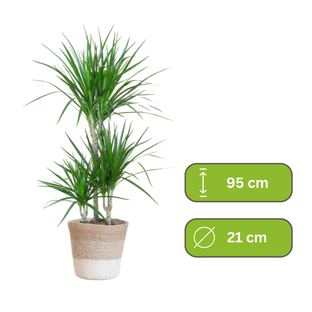 Dracaena Marginata – Drakenbloedboom