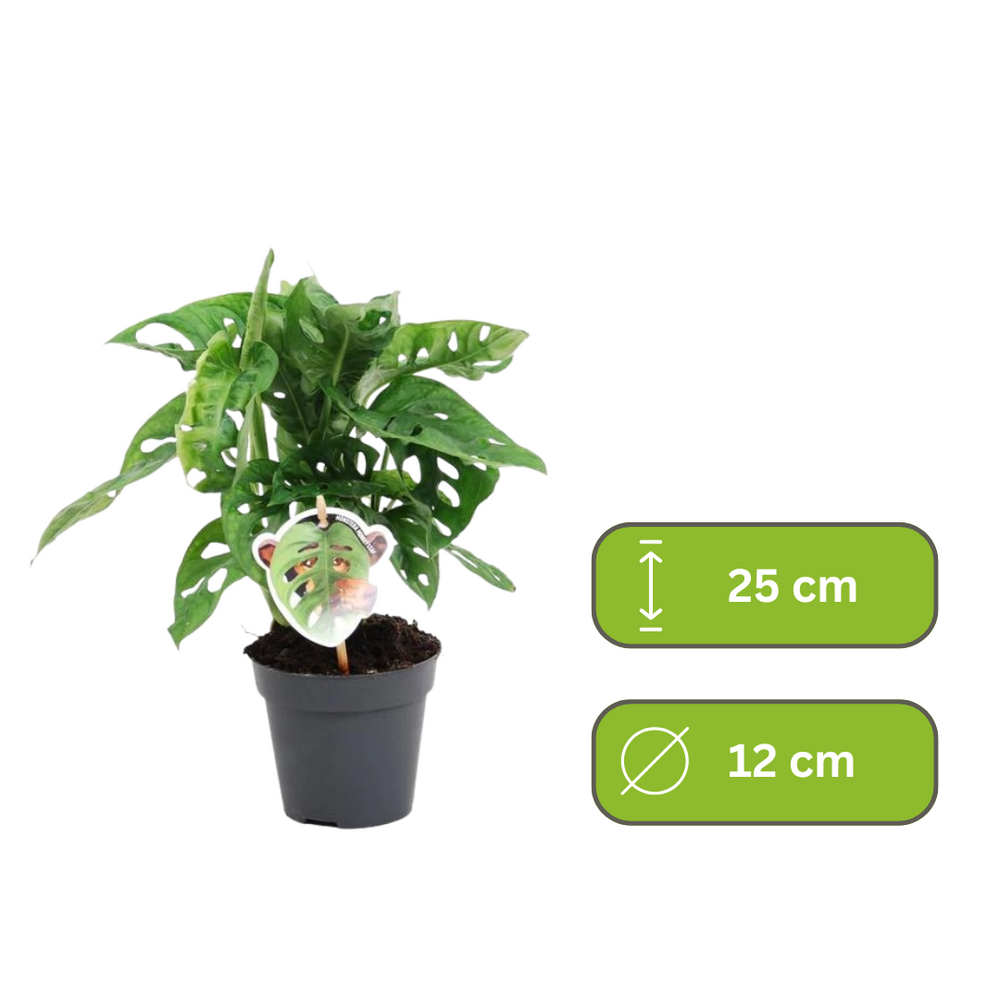 Monstera Obliqua  – Gatenplant