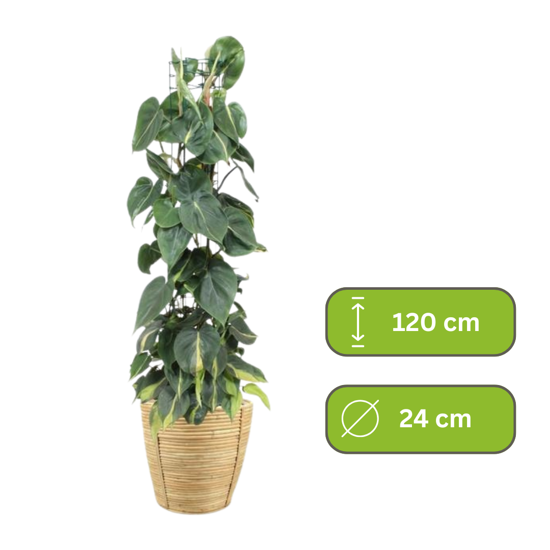 Philodendron Scandens - Klimplant