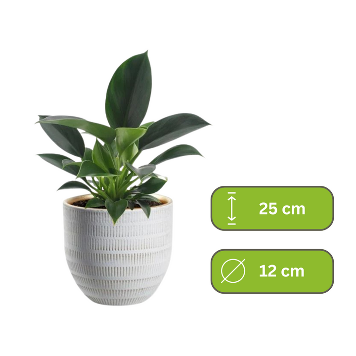Philodendron Green Princess – Groene Sierprinses