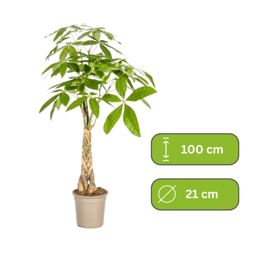 Pachira Aquatica - De Geldboom