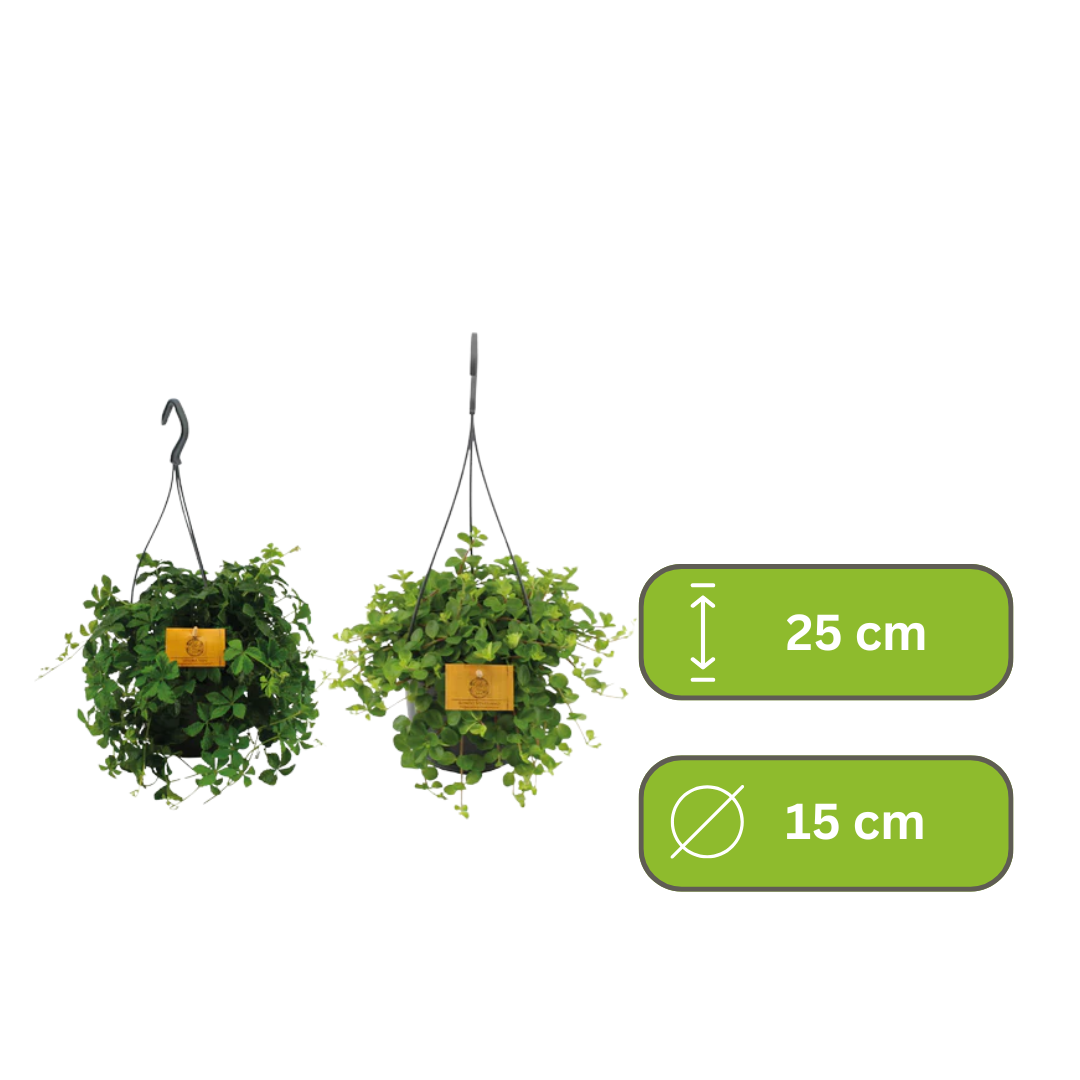 Hangplant 2 stuks