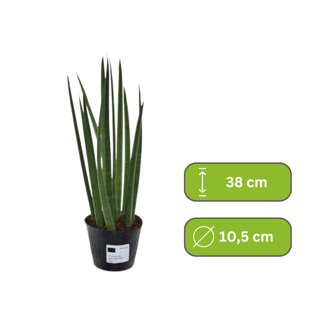 Sansevieria cylindrica - Vrouwentong
