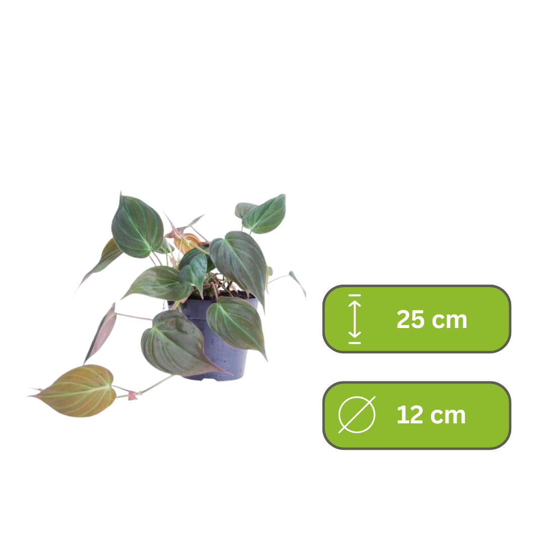Philodendron Micans - Klimplant