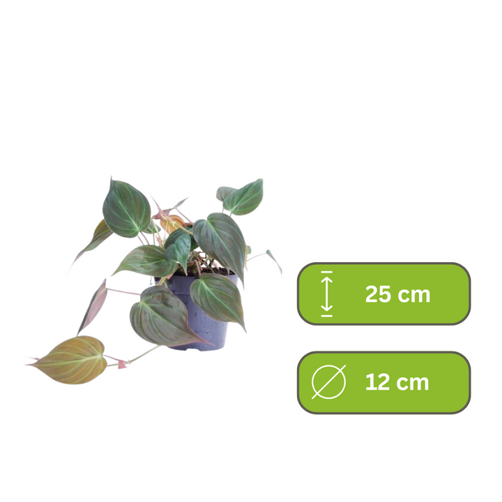 Philodendron Micans - Klimplant