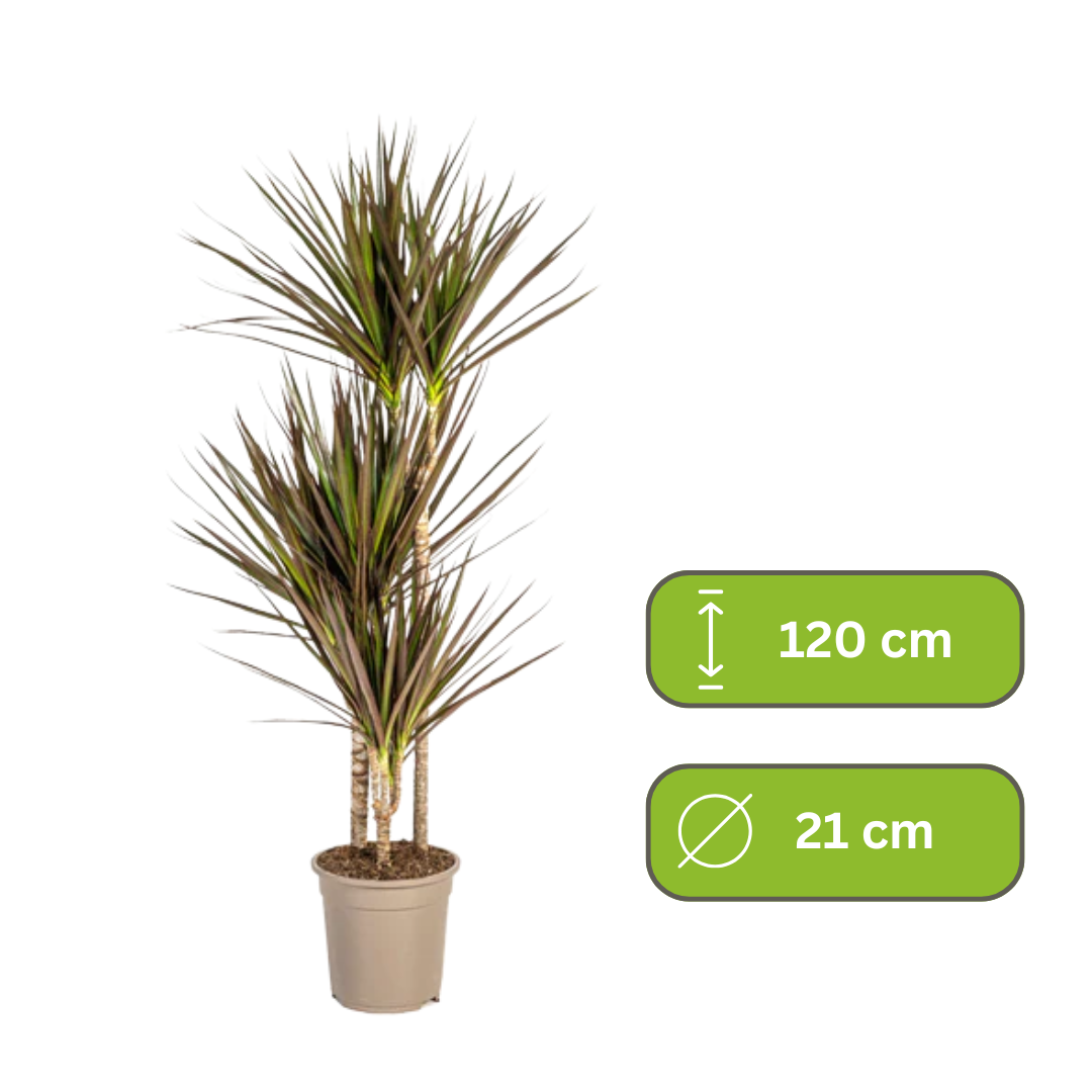 Dracaena Marginata Magenta