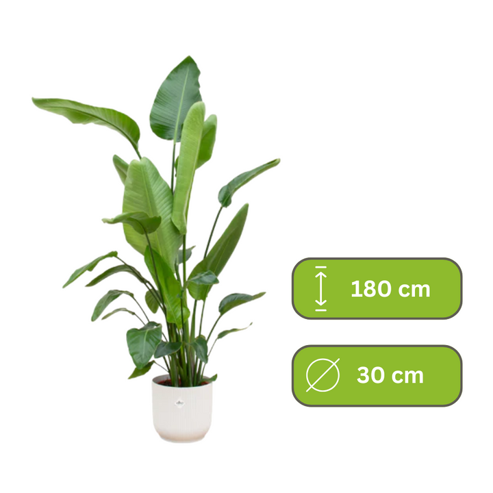 Strelitzia Nicolai – Paradijsvogelplant