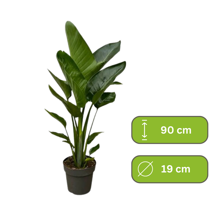 Strelitzia Nicolai – Paradijsvogelplant